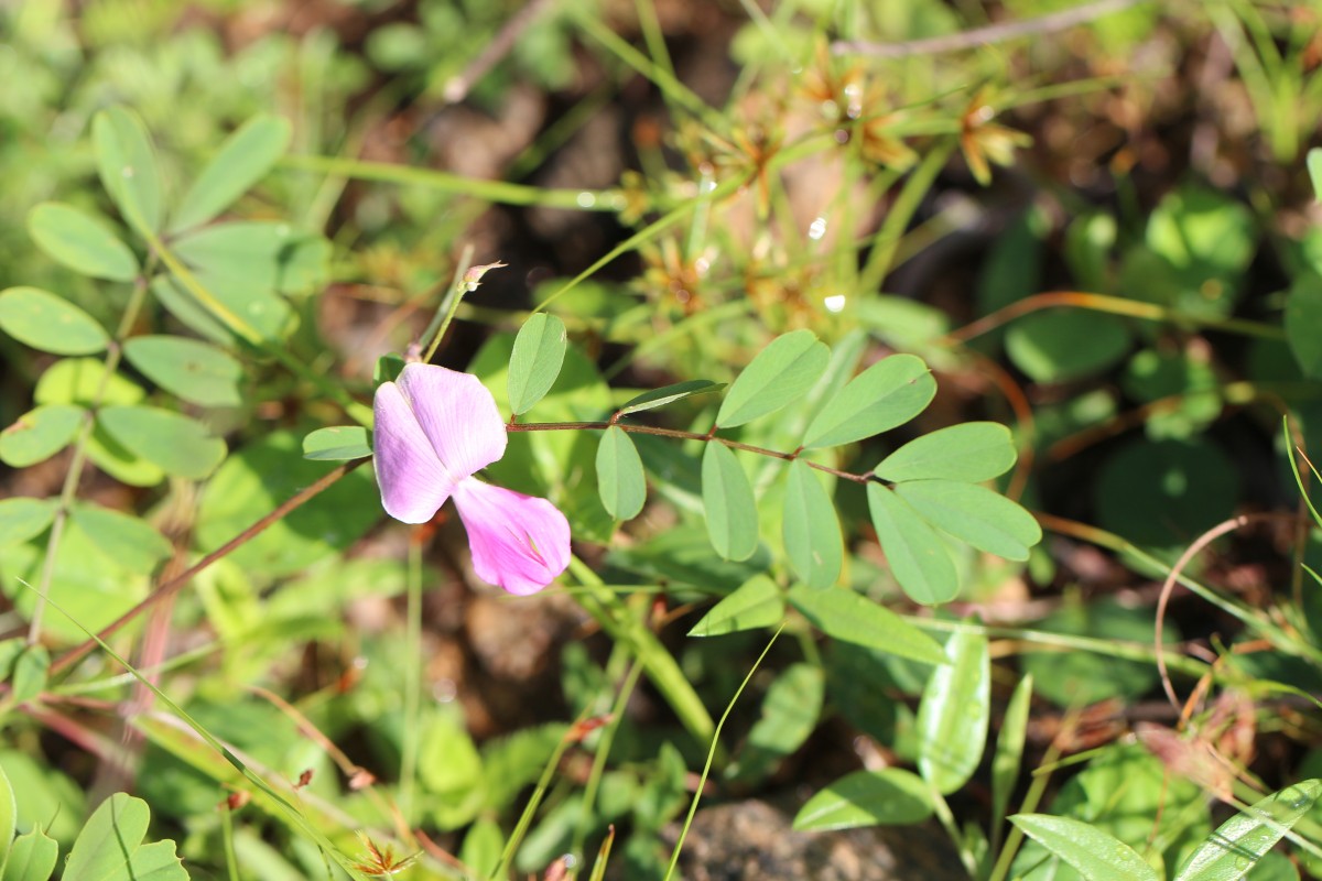 Tephrosia maxima (L.) Pers.